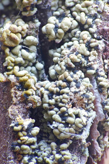 Bild 2 – Detailaufnahme der Schuppen. Foto: Bernd Miggel.