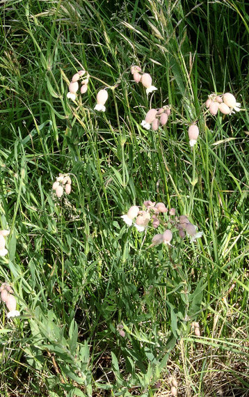 Taubenkropf - Silene vulgaris; Wiesenrand am Kesselberg bei Gräfenhausen (G. Franke, 21.05.2018)