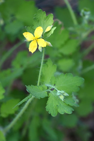 Großes Schöllkraut  - Chelidonium majus; bei Karlsbad-Spielberg (G. Franke, 21.04.2018)