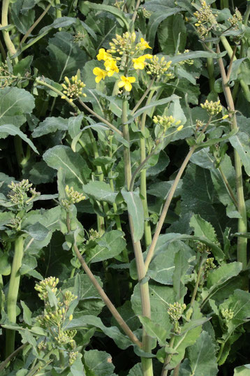 Raps - Brassica napus; Ackerrand - Karlsbad (G. Franke, 15.04.2023)