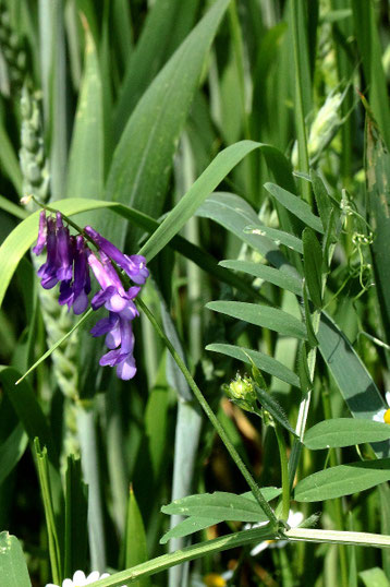 Vogel-Wicke - Vicia cracca; Ackerrandstreifen bei Karlsbad-Langensteinbach (G. Franke, 09.06.2021)