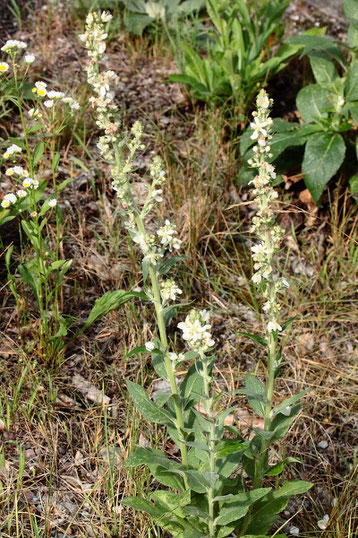 Mehlige Königskerze - Verbascum lychnitis; Wiesenrand bei Waldbronn-Etzenrot (G. Franke, 04.08.2020)