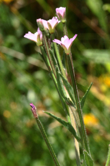 Kleinblütiges Weidenröschen - Epilobium parviflorum (G. Franke)