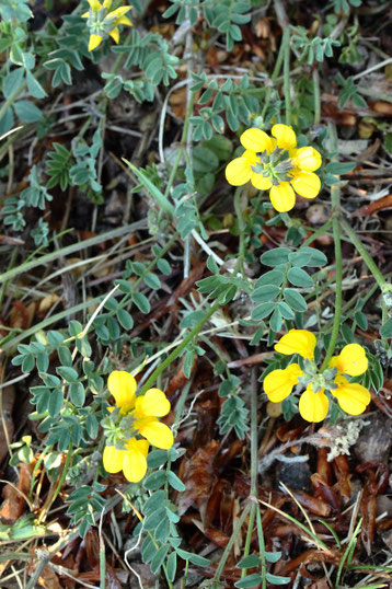 Hufeisenklee - Hippocrepis comosa; bei Dietlingen (G. Franke, 03.05.2020)