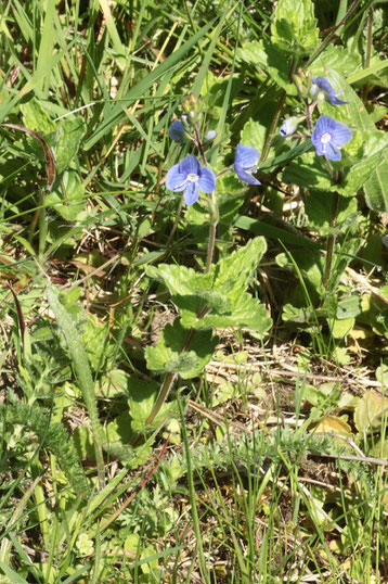 Gamander-Ehrenpreis - Veronica chamaedrys; Wiese im Moosalbtal (G. Franke, 10.05.2017)