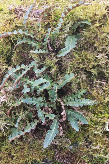 Milzfarn an einer Trockenmauer der Gartenanlage Robberg (G. Franke)