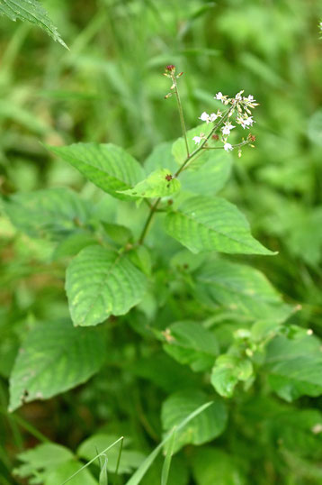 Gewöhnliches Hexenkraut (Großes Hexenkraut) - Circaea lutetiana; Waldwegrand zwischen Karlsbad-Spielberg und K. Langensteinbach (G. Franke, 27.06.2024)