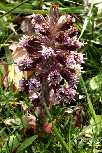 Gewöhnliche Pestwurz - Petasites hybridus; Waldwegrand bei Karlsbad-Spielberg (G. Franke, 03.04.2020)