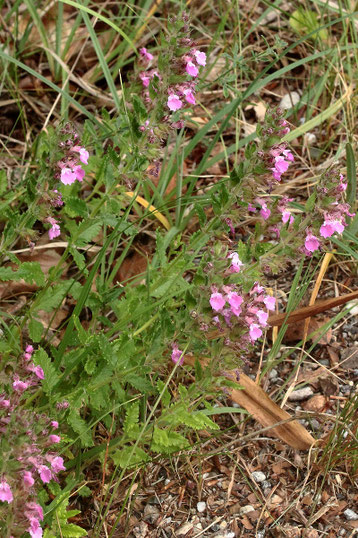 Edel-Gamander - Teucrium chamaedrys; bei Dietlingen am Wegrand (G. Franke, Juli 2019)