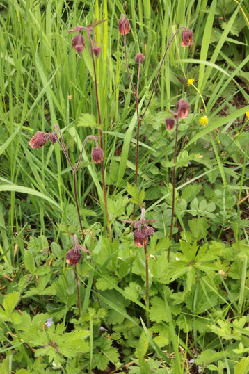 Bach-Nelkenwurg - Geum rivale; Wiesenrand bei Keltern-Dietenhausen (G. Franke, 13.04.2017)