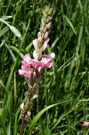 Futter-Esparsette - Onobrychis viciifolia (G. Franke)