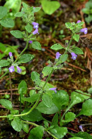 Gemeiner Steinquendel - Acinos arvensis; bei Agenbach (G. Franke, 10.06.2018)