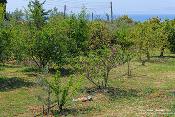 Treffpunkt Feigenbaum in unserem Garten - Agios Georgios - Pegeia - Zypern