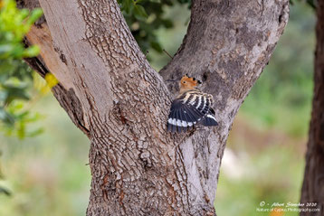 Hoopoe on Tree with breeding cave, 14. April 2020 - Agios Georgios Pegeia - Zypern