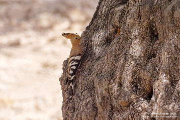 Hoopoe at Olive tree with Breeding cavern, 25. Mai 2020 - Androlikou