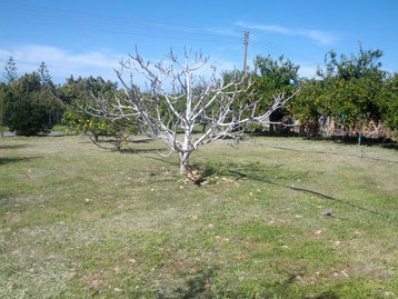 Meeting Point Fig Tree in our Garden - Agios Georgios