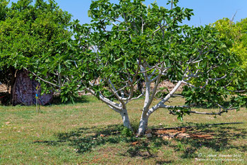 Meetingpoint Fig Tree in our Garden, 14. April 2020 - Agios Georgios Pegeia - Zypern