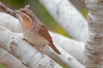 Wendehals, Wryneck, Jynx torquilla beim Kurzbesuch im Feigenbaum April 2021