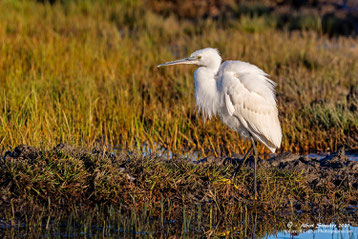 Seidenreiher im Morgenlicht, Standort kleines Hide, Fasouri