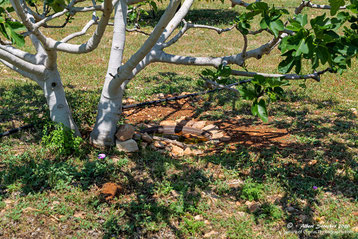 Meeting point Fig Tree in our Garden - Agios Georgios - Pegeia - Zypern