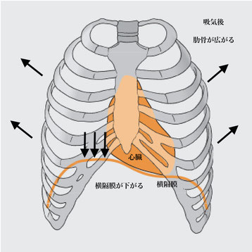 横隔膜の働き