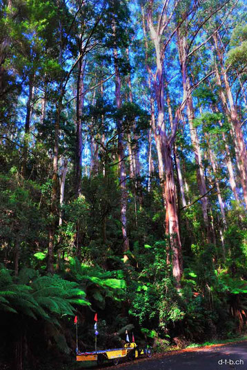 Eukalyptuswald, Riesenfarne und Solatrike