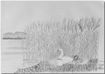 Bild:Swans,Schwan,Schwäne,Bleistift,Skizze,Neuenburgersee,Schilf,David Brandenberger,d-t-b.ch,d-t-b,