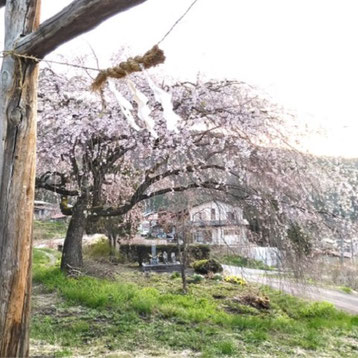 神明神社（大広）の枝垂れ桜