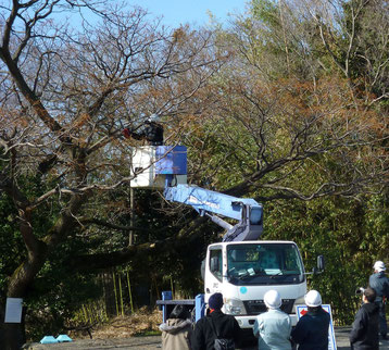 府職員や住民などが見守る中 － センダンの越境枝のせん定作業（今年３月）