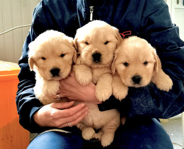 Cuccioli di golden retriever in nord italia, Liguria , Lombardia, Valle d'aosta