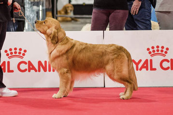Maschio golden retriever. Allevamento Lombardia Milano.