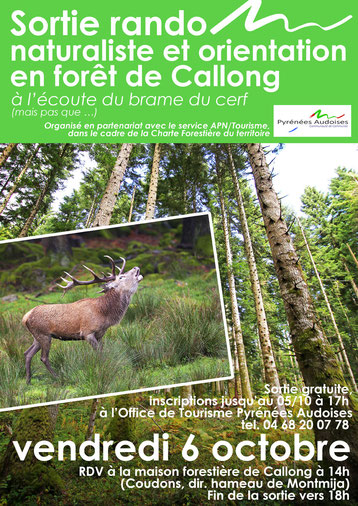 sortie rando brame du cerf dans la forêt de Callong