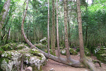 Sapin Harpe du Labyrinthe Vert à Nébias