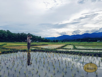 Reisfelder in Pai