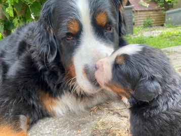 Opal und Velvet