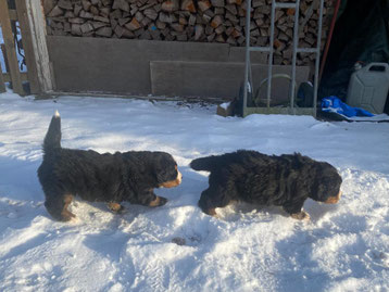Zwei kleine Yetis