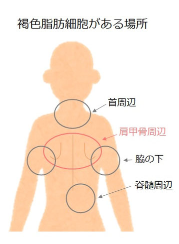 褐色脂肪細胞がある場所