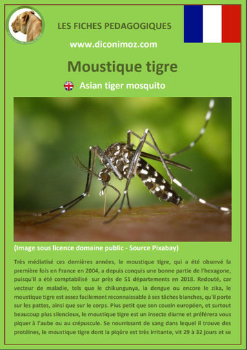 fiche animaux pdf insecte moustique tigre à telecharger et a imprimer