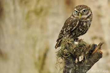 fiche oiseaux chouette contre hibou difference