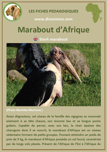 fiche animaux pedagogique pdf afrique marabout oiseau a telecharger et a imprimer