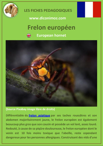 fiche animaux pdf insecte frelon europeen à telecharger et a imprimer