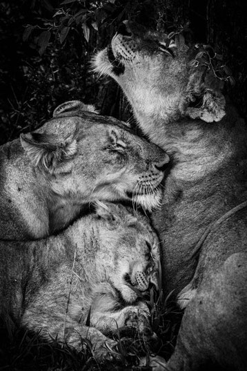 Lionne et lionceaux noir et blanc laurent baheux