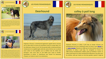 liste des races de chiens fiches animaux comportement caractere