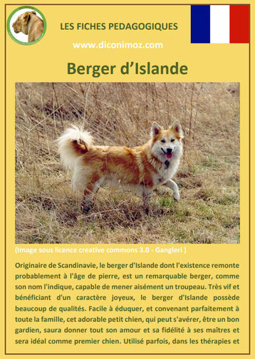 fiche chien pdf pedagogique berger d'islande origine caractere comportement