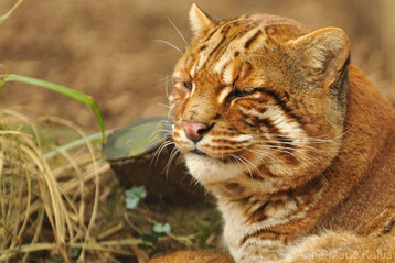 chat de temminck fiche animaux felin