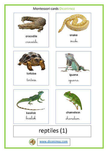 montessori cards reptiles  animals transparent