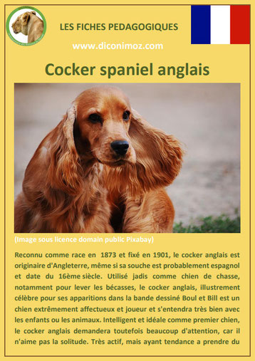 fiche chien pdf race cocker spaniel anglais comportement origine caractere soin poil