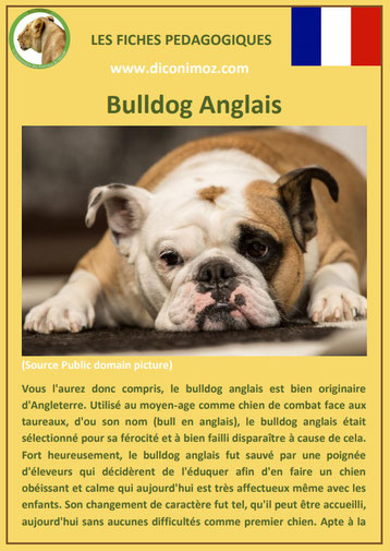 fiche chien pdf race bulldog anglais bouledogue comportement origine caractere soin poil