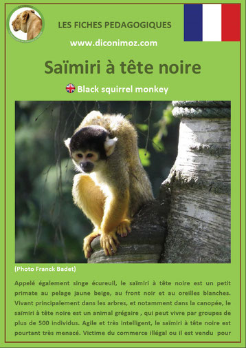 fiche animaux pdf singe saimiri singe ecureuil a telecharger et a imprimer