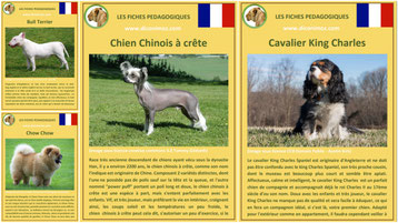 fiches chien race origine comportement caractere